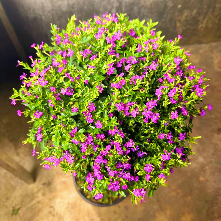 【满天星棒棒糖】四季开花植物室内室外阳台庭院盆栽地栽新手易养护
