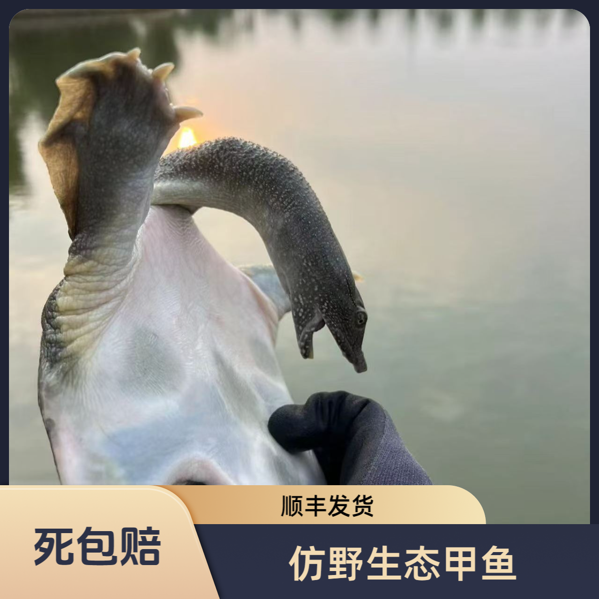 （富甲豫坊总规格链接）鲜活千岛湖生态中华鳖包活到家