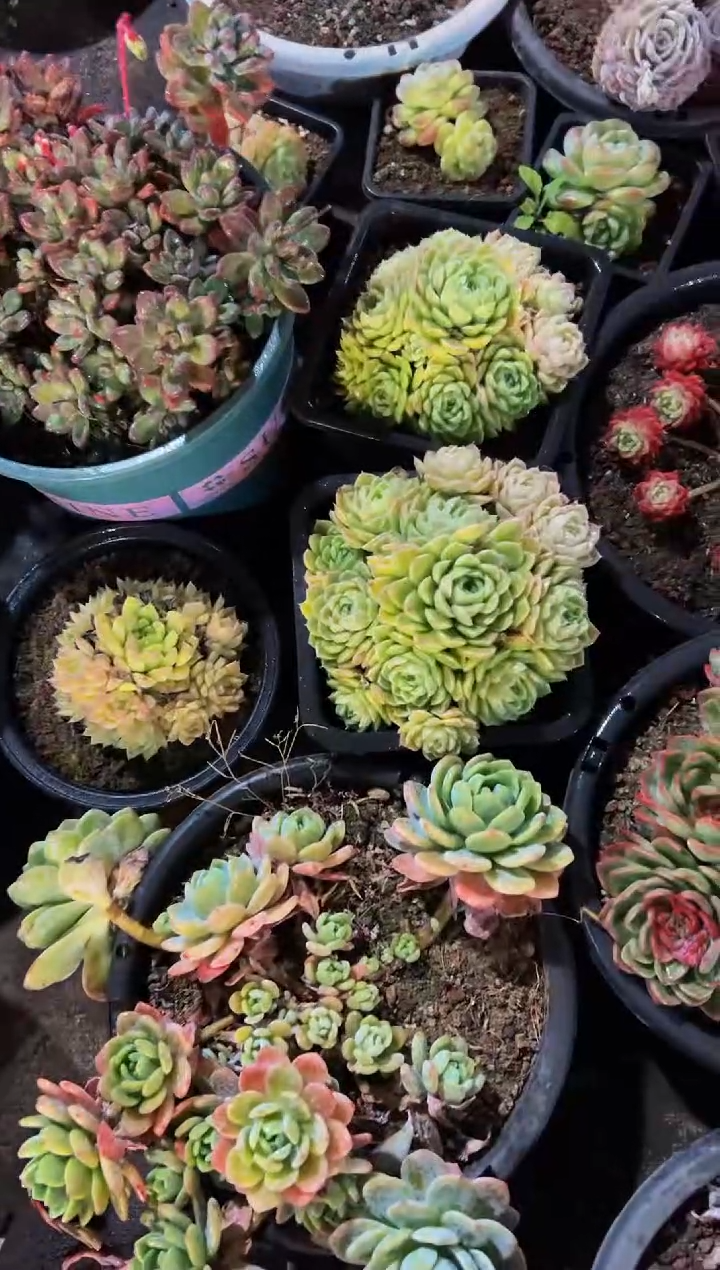 【闪购商品】21号一物一拍脱土包邮