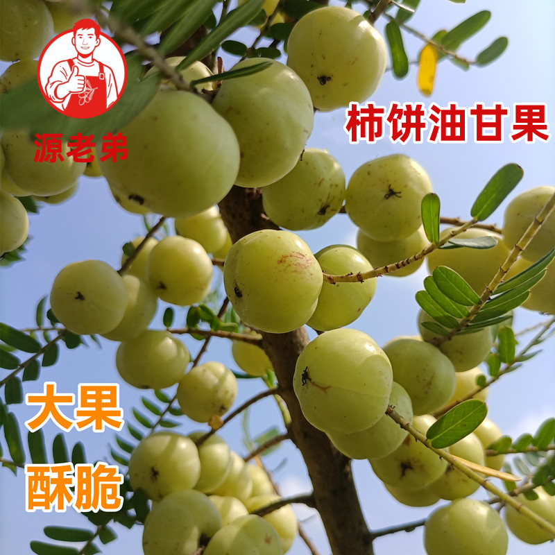 潮汕柿饼油甘潮汕新鲜现摘油柑余甘果生吃榨汁煲汤孕妇水果一斤装
