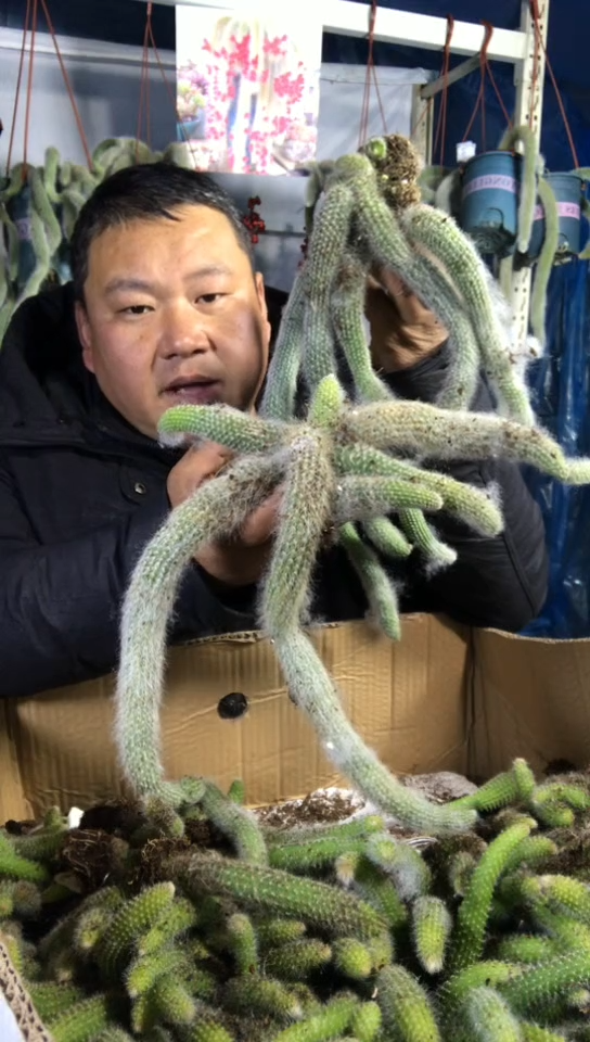 多头长白毛九尾狐