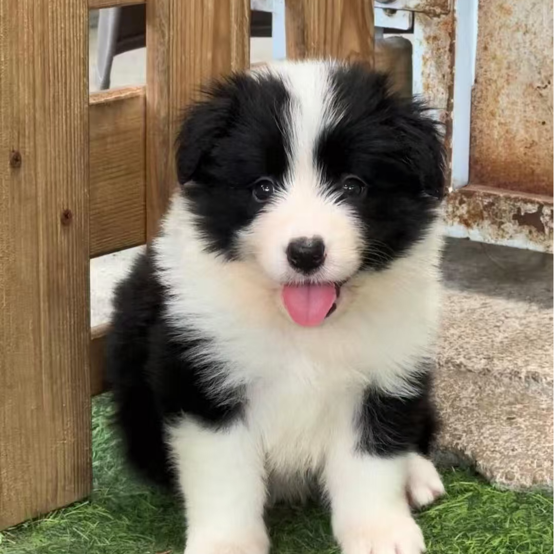 【金润犬舍】边牧（一物一拍）家庭宠物活体幼犬