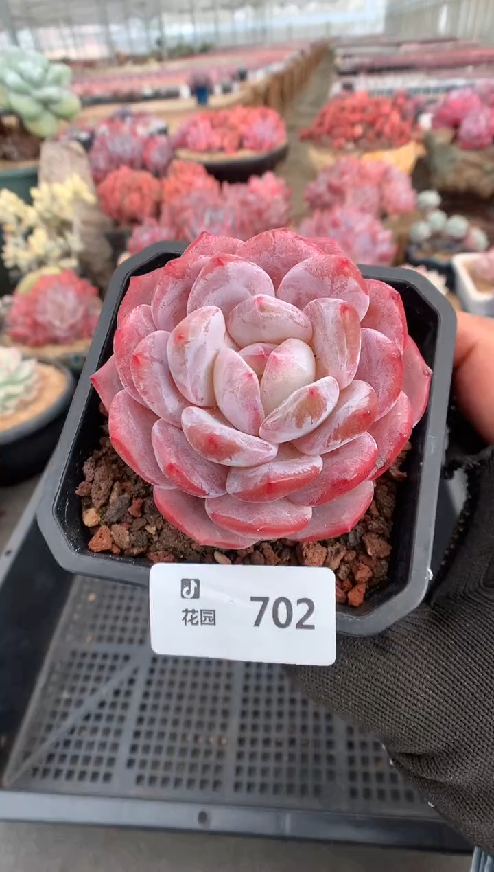 702雪天使一物一拍