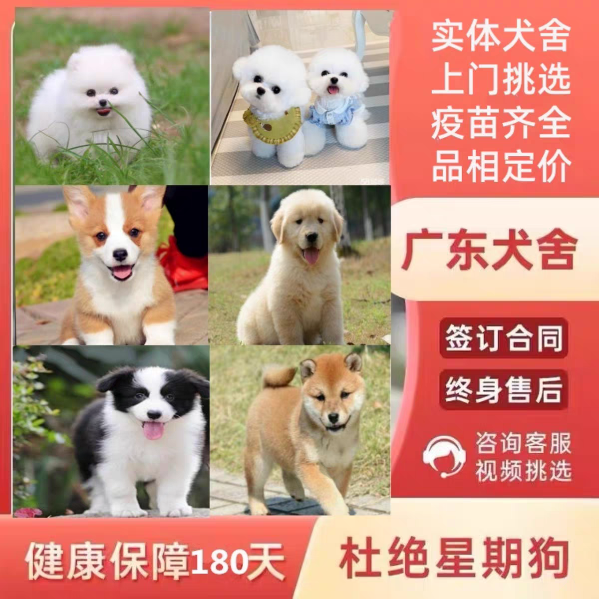 【白骑士】全品种小中大型犬定金链接 金毛萨摩耶边牧比熊泰迪熊等