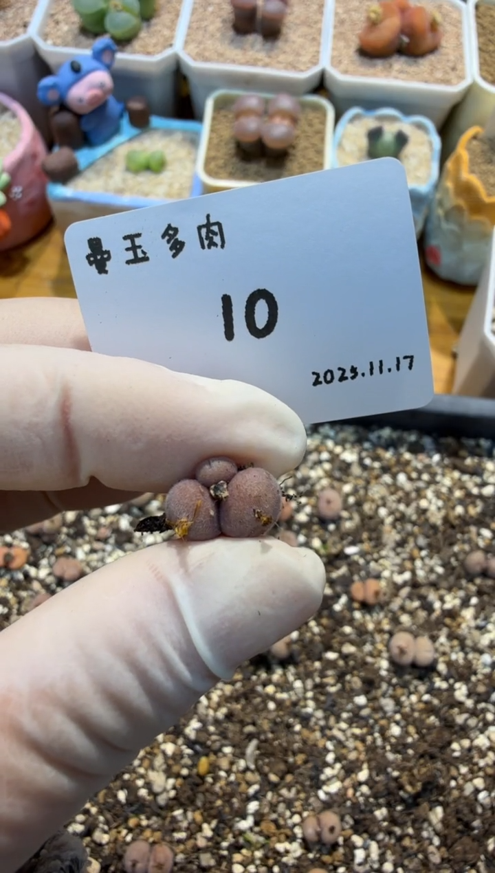 无花朵吴**?25.11.17-10