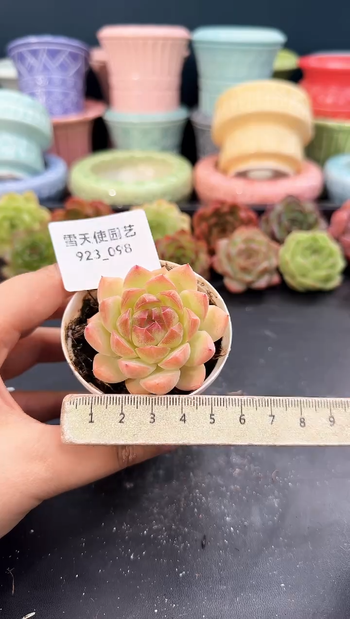 923-098青山（冠幅5cm）