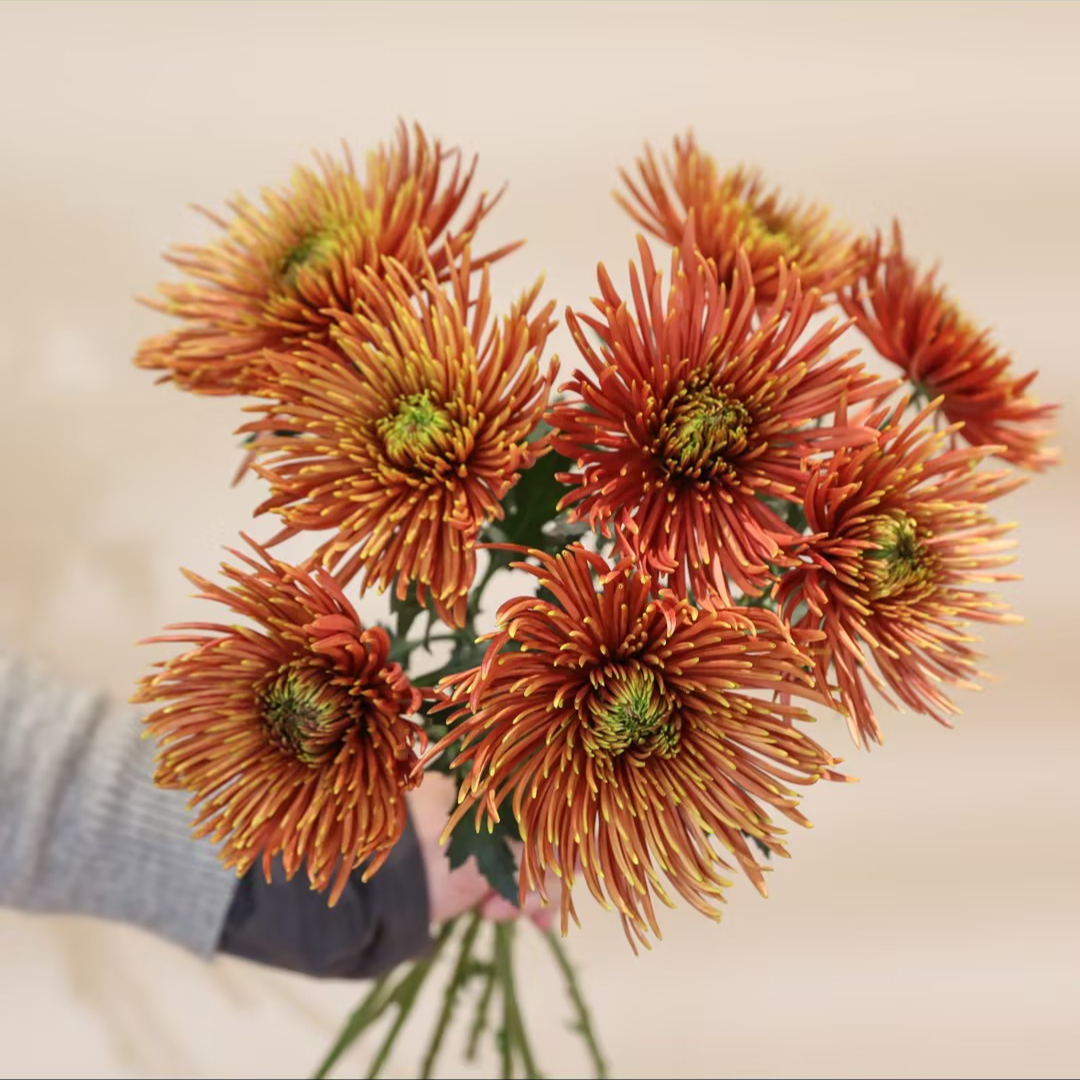 【一品花集】【萨弗拉红】烟花菊 云南昆明基地直发家用鲜花