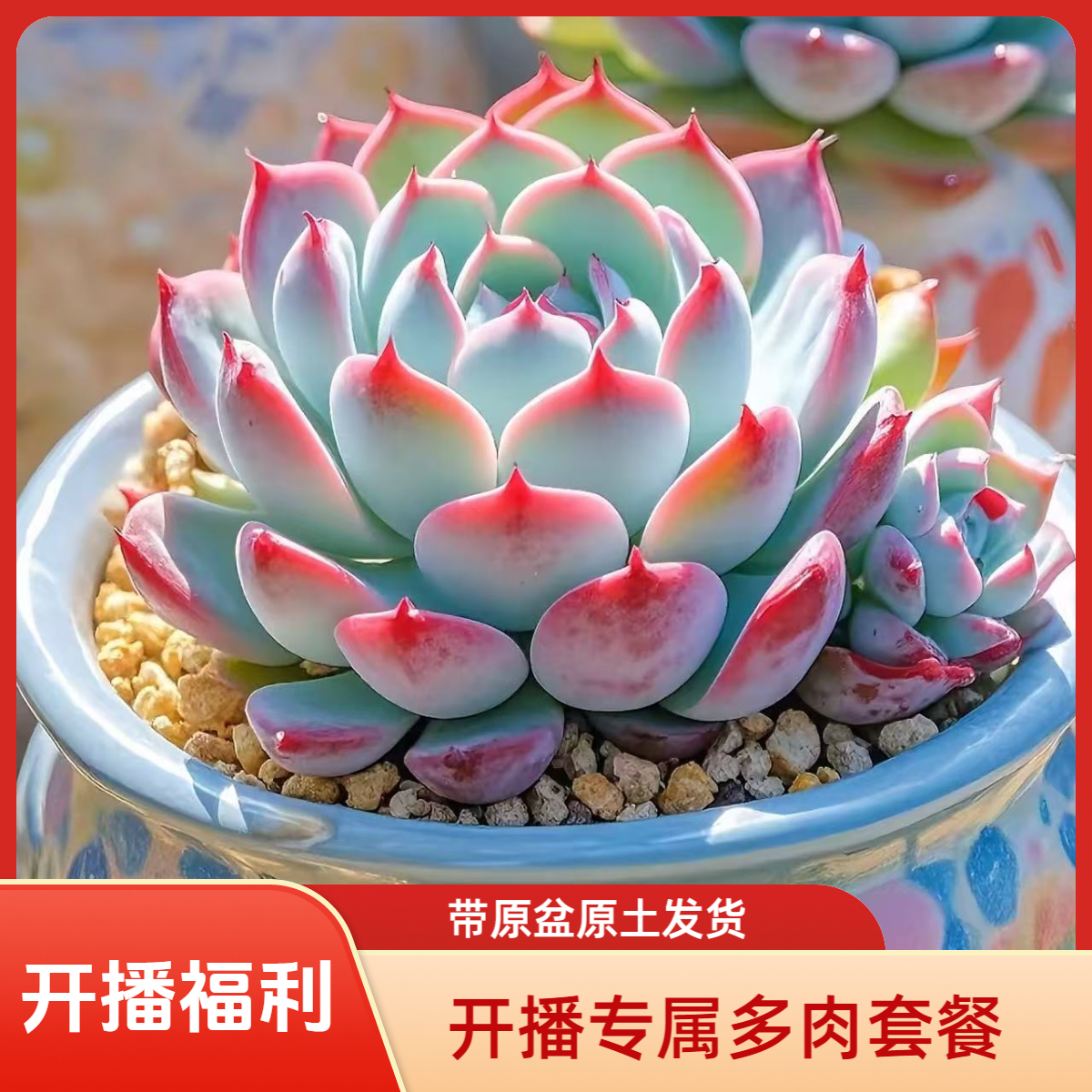 【鑫哥多肉】开播颜值专属套餐 满两单送一颗！（带原盆原土）一单包邮