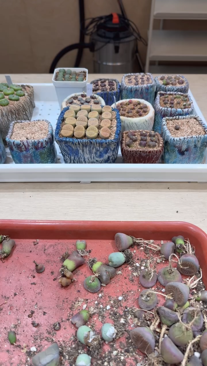 傻**蕊多肉植物肉锥2-263