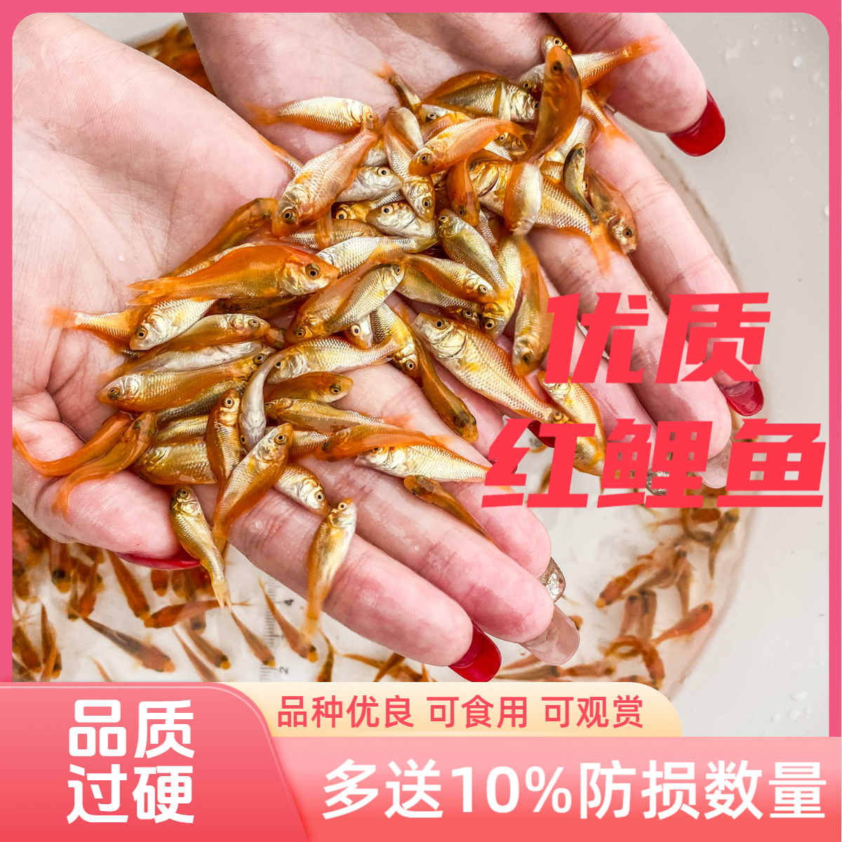 红鲤鱼可食用的观赏红鲤鱼兴国红鲤鱼观赏荷包红鲤鱼鲤鱼