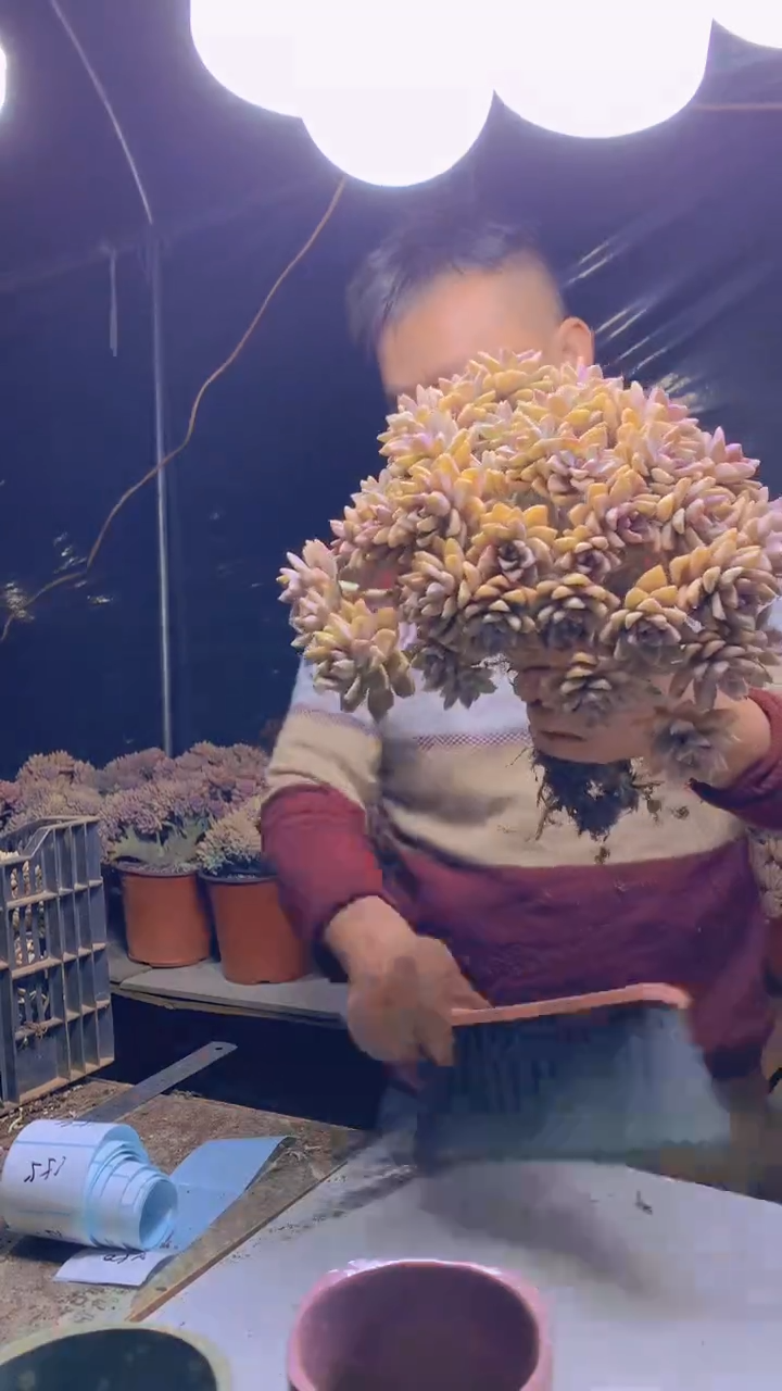 【闪购商品】缀化150