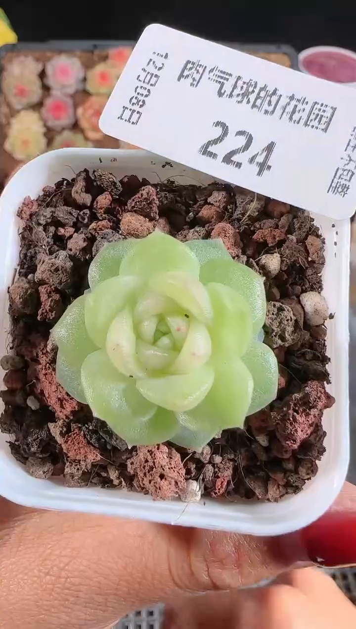 1208-224碧琉璃多肉群生不包整