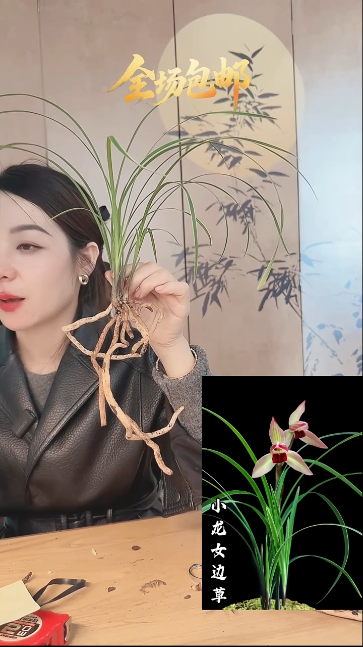 当前无花栽培后可以开花：小龙女边草