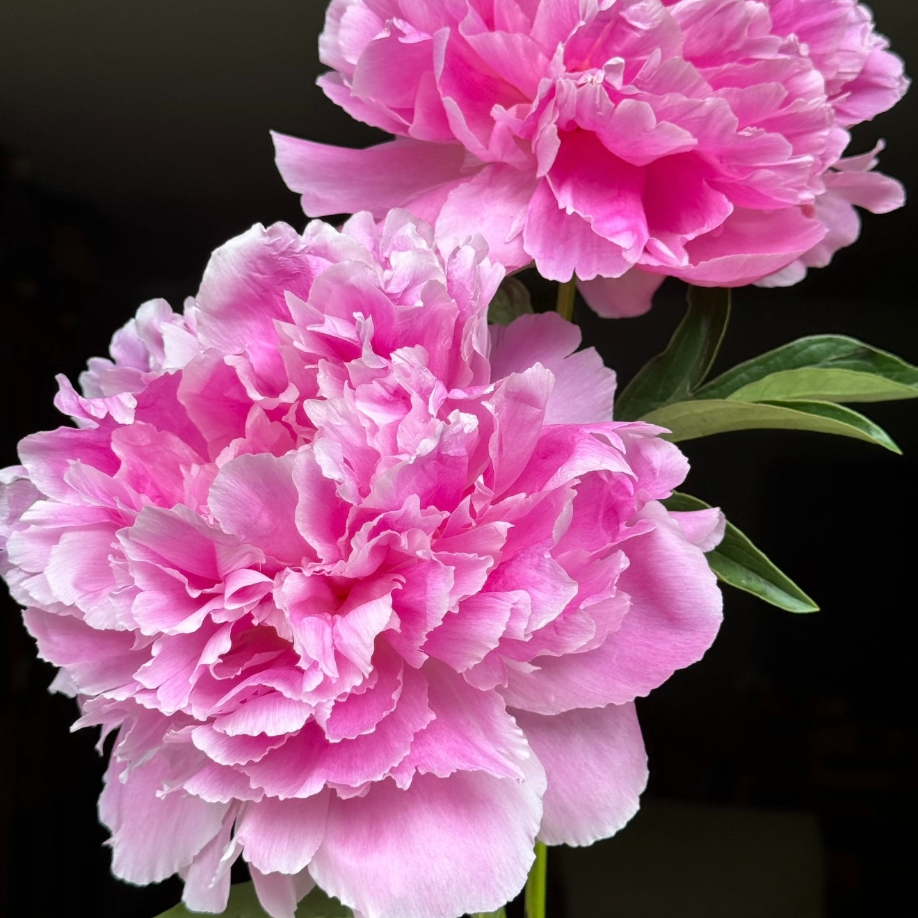 【伽马】  芍药花苗观赏重瓣