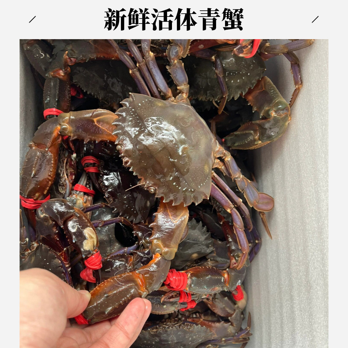 刚下船赤甲红个个手挑（保鲜保活）