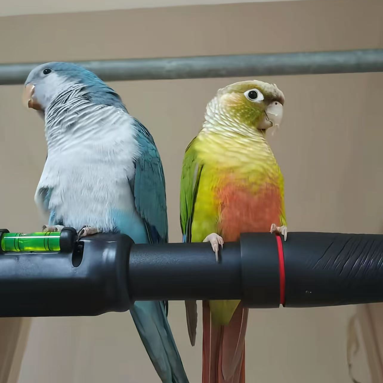 手养鹦鹉雏鸟亲人黏人活体宠物