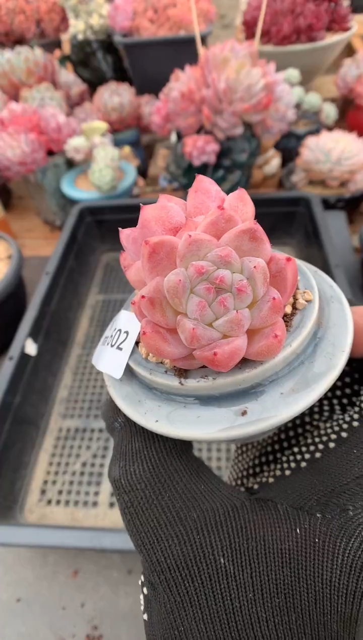 602佳人多肉植物一物一拍