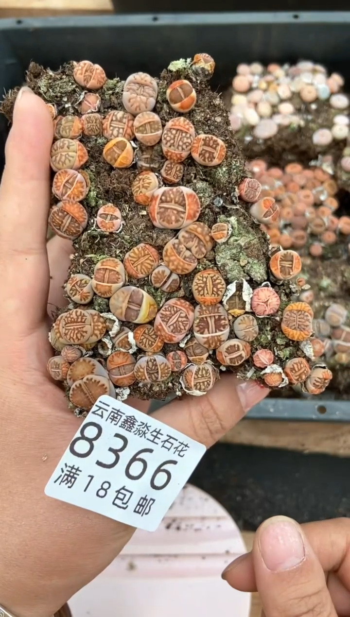 【闪购商品】8366特价菊切糕有瑕疵