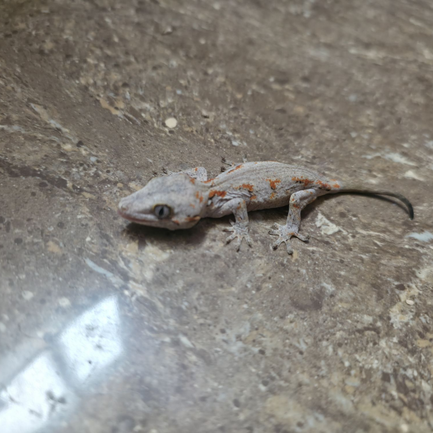 盖勾亚守宫大理石（再生尾）