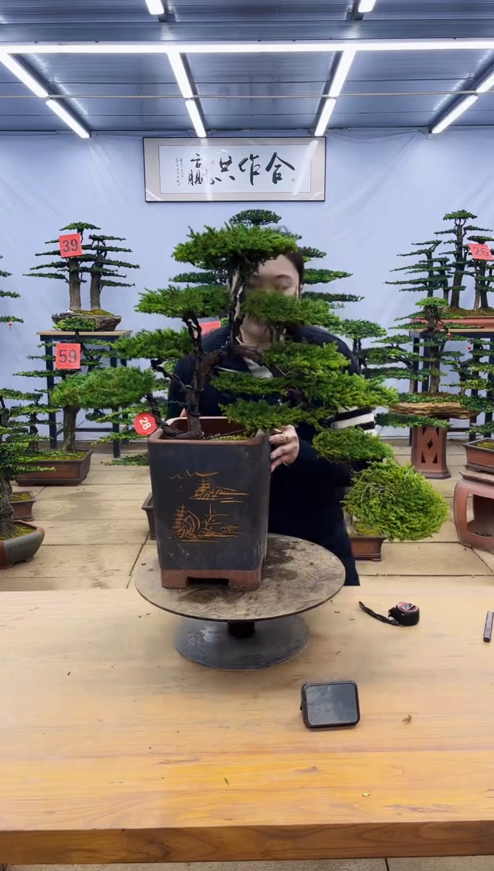 【闪购商品】高端盆景一物一拍，所见即所得