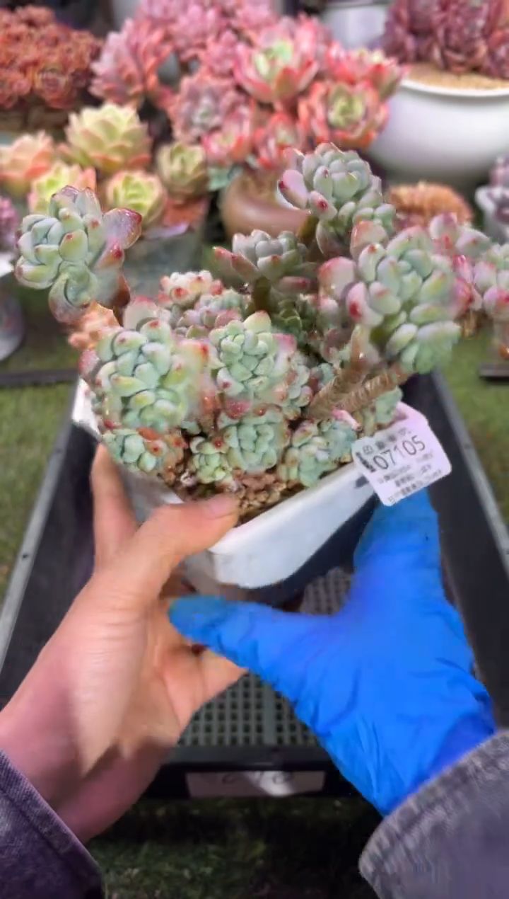 【闪购商品】07105