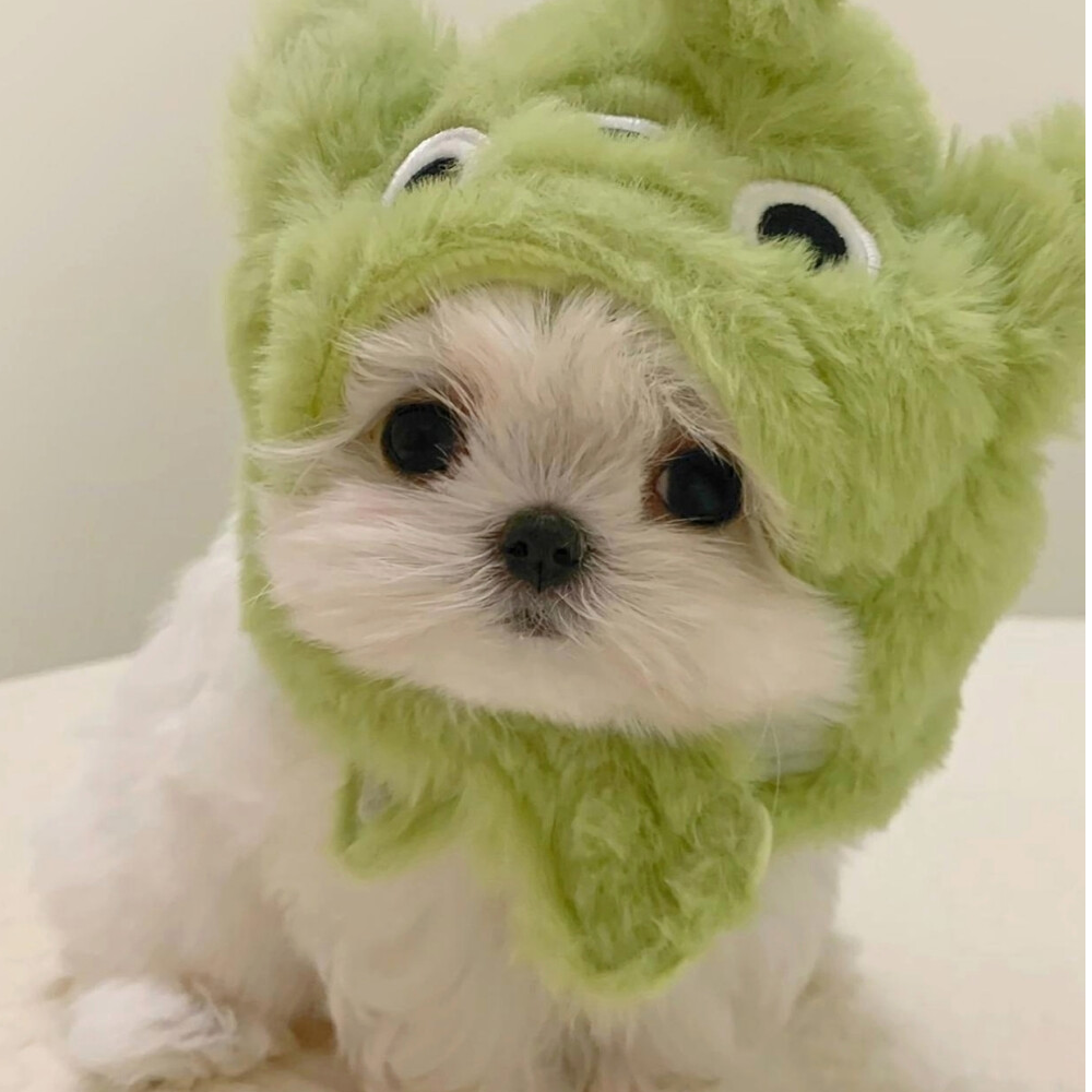 【miss宠幸里】宠物幼犬纯种狗狗