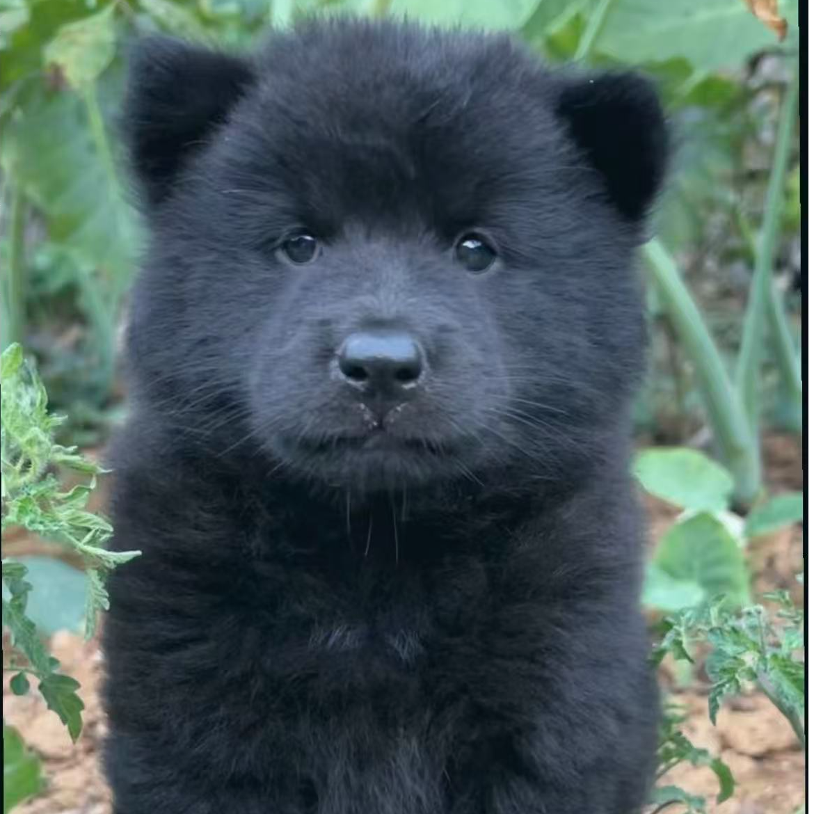 五黑犬中华田园犬幼犬可赶山狩猎看家护院