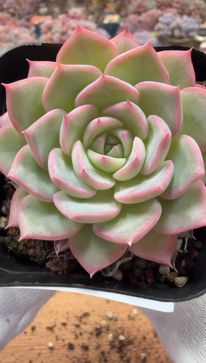 东云多肉园二店-121