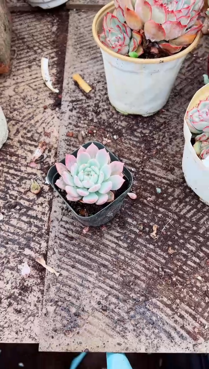 心*斋多肉植物一物一拍03098