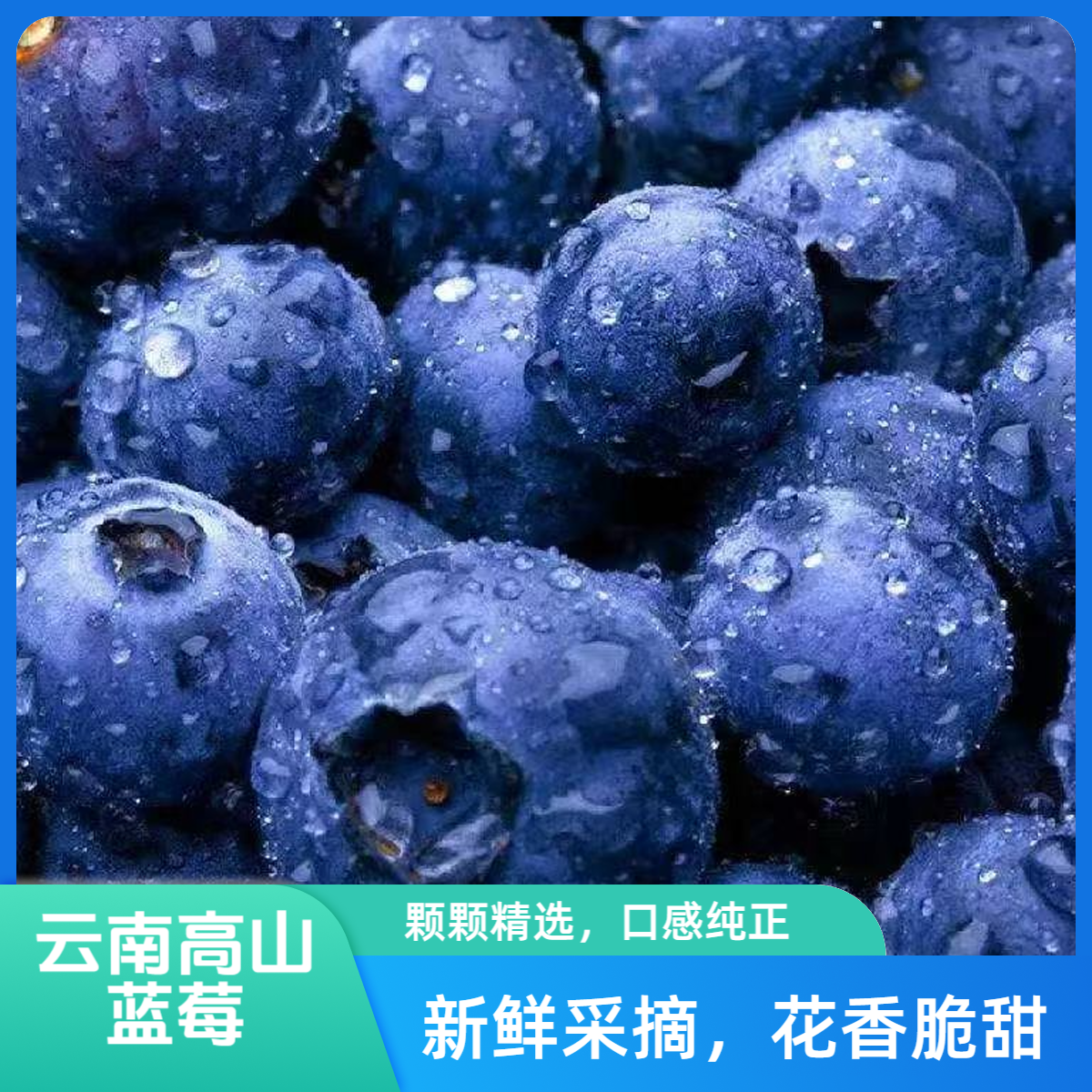 【次日送达】云南高山蓝莓脆甜可口100克/盒 15mm-20mm云南省