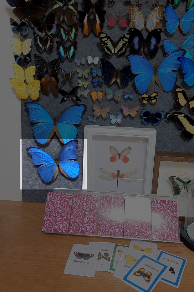 大蓝闪蝶稍微掉粉不带框