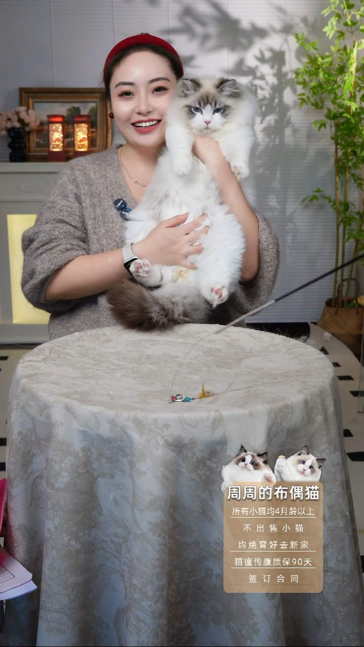 布偶猫周周家布偶猫链接哈瑞