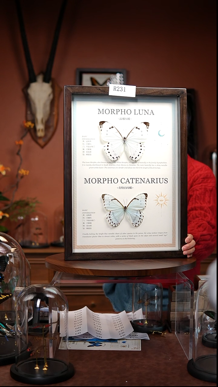 R231   露娜与肯特白 组合     一图一物  拍下不退不换