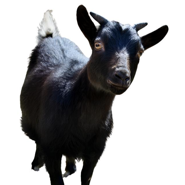 散养黑山羊羔+笼子    食槽