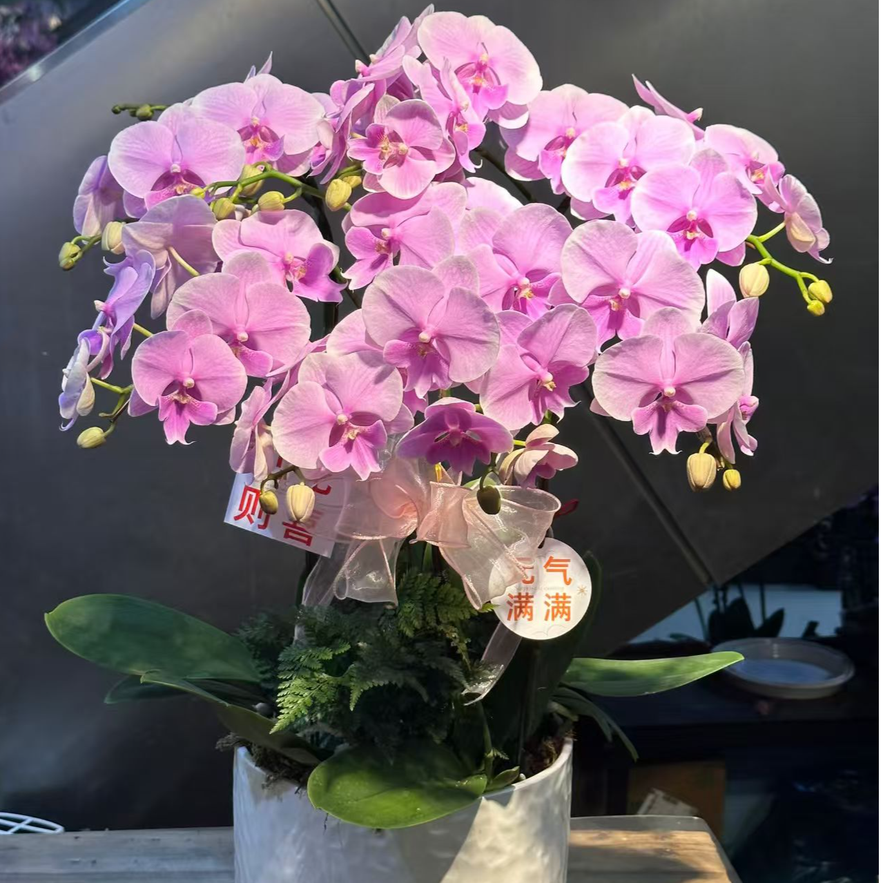精品蝴蝶兰组盆【浪漫樱花】3.8寸大苗