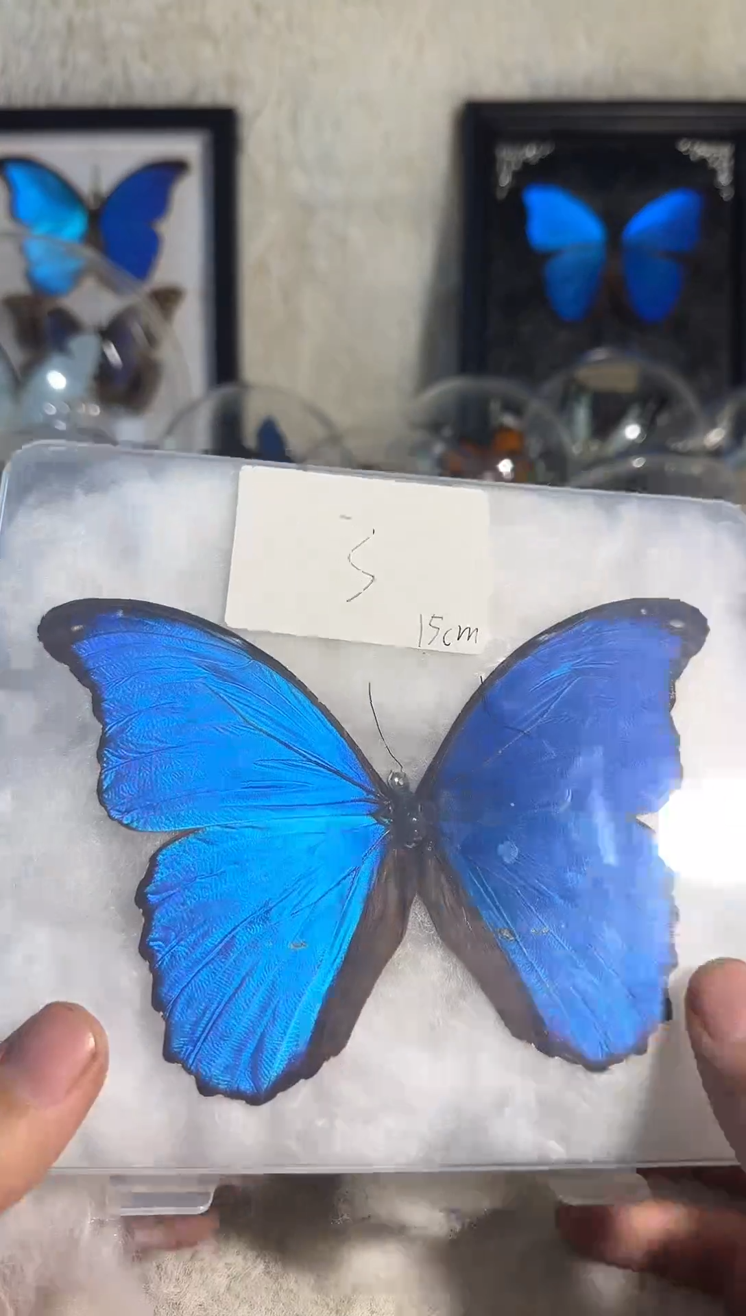 大蓝闪蝶真实蝴蝶压面