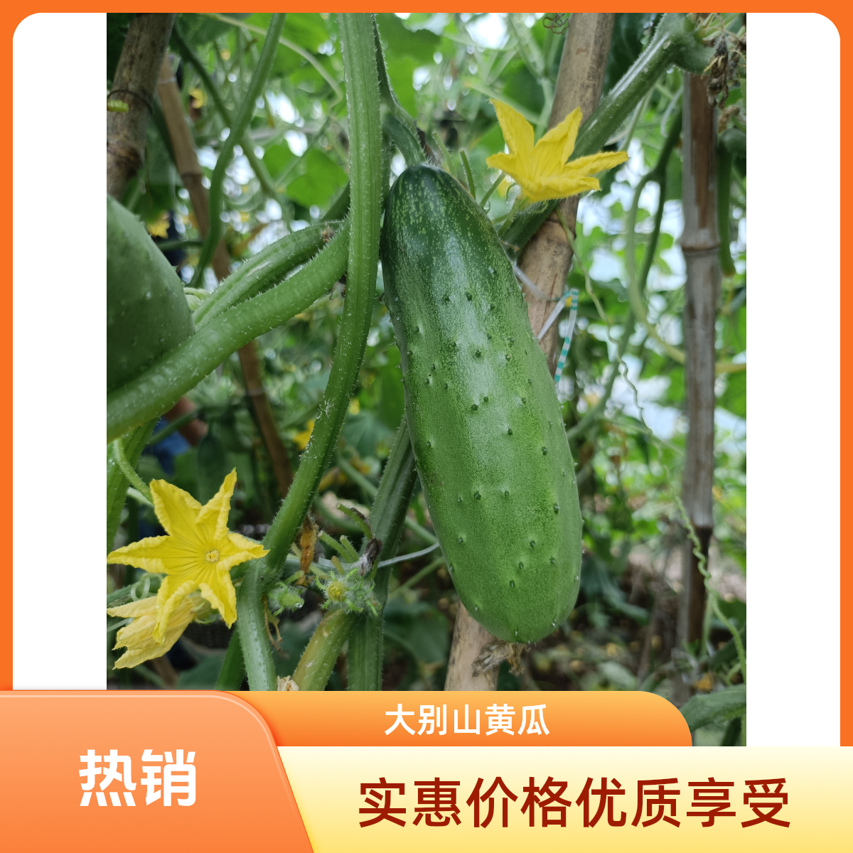 大别山新鲜现摘旱黄瓜清甜脆嫩多汁可当水果吃的蔬菜