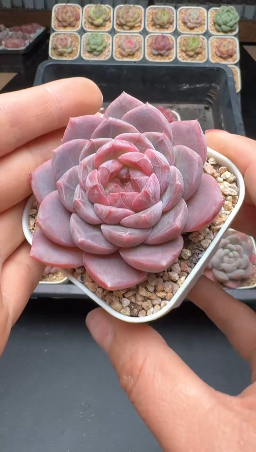 【闪购商品】532号 珍妮杂交多肉 花卉植物