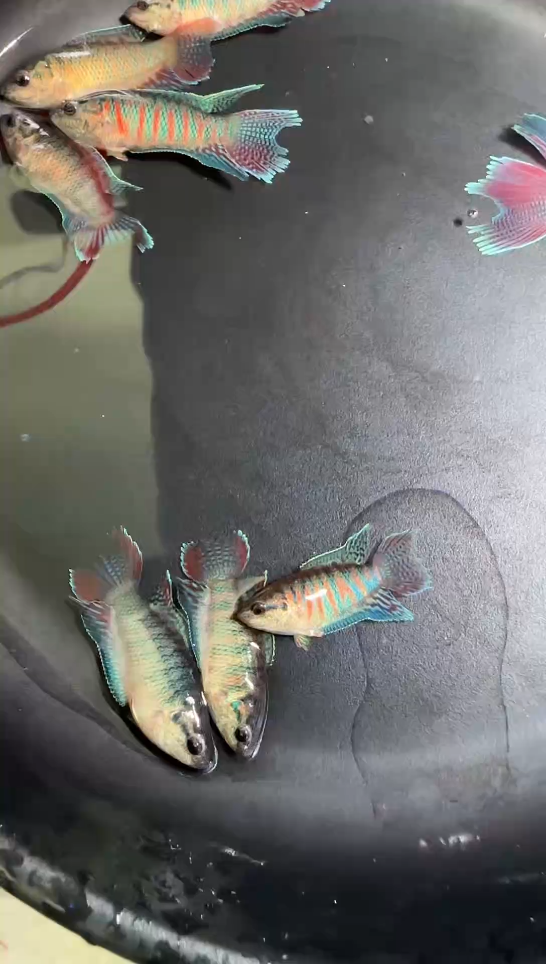 斗鱼斗鱼活体小型热带观赏鱼一鱼一拍