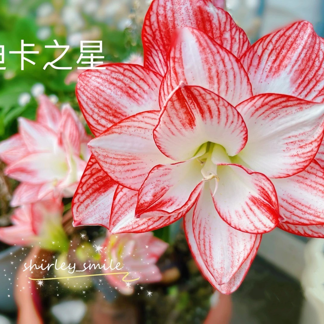 《朱顶红大球》准开花大球坨坨，带根带叶发货，非偏包邮寄养联系客服