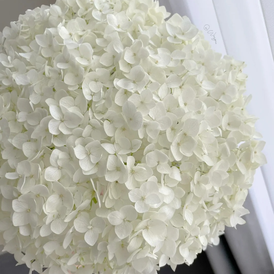 【无敌贝拉 安娜】5加 露天绣球  一物一拍