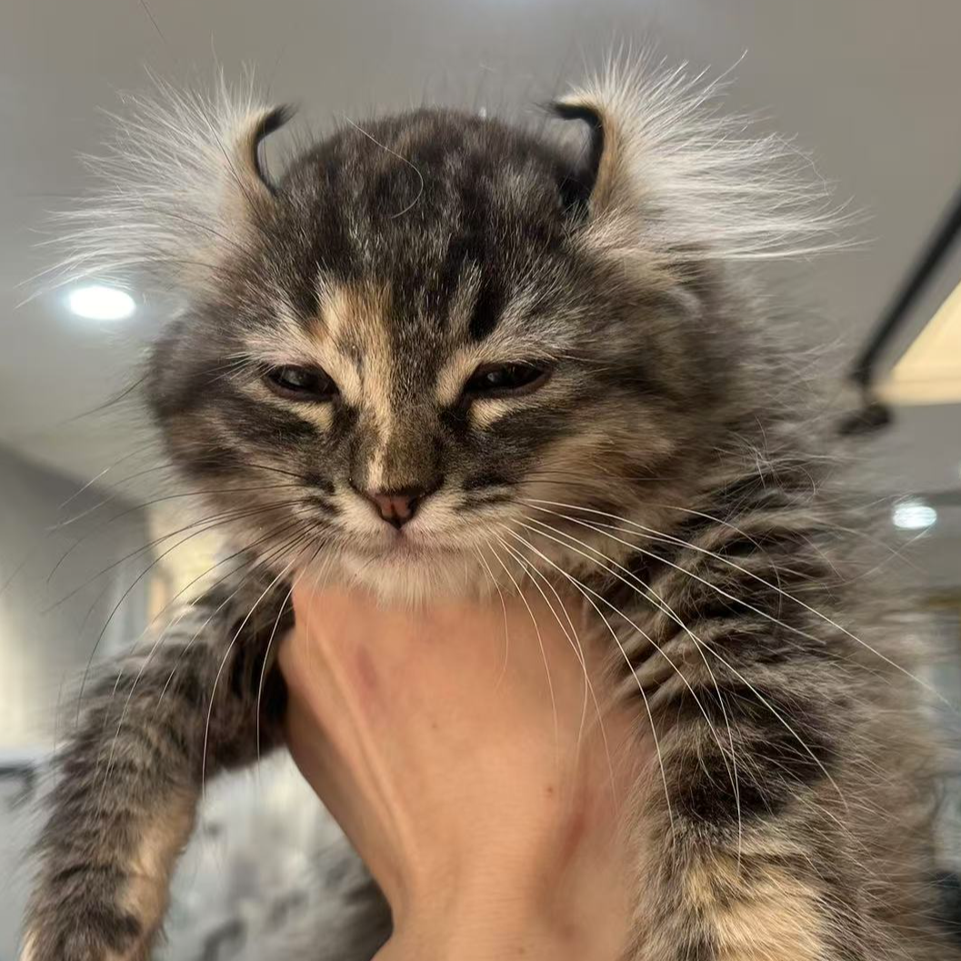 来了姊妹-棕补丁卷耳猫 妹妹 34