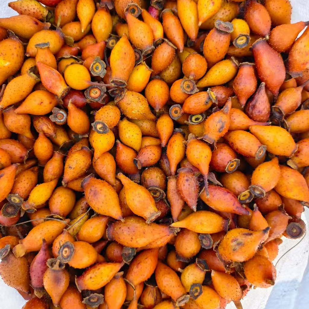 新鲜全红金樱子鲜果可用于泡酒的中药材