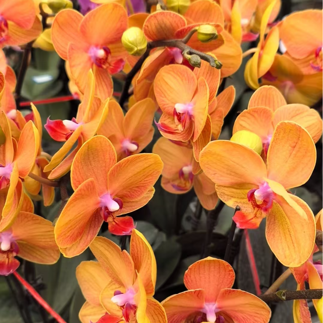 【带花发货】蝴蝶兰带花剑 蜡质小黄花 精品冬季开花室内客厅阳台