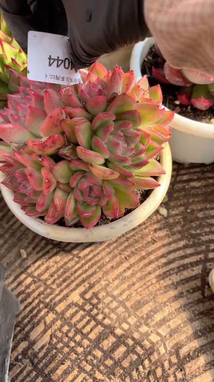 珊*心跃跃精品多肉04044