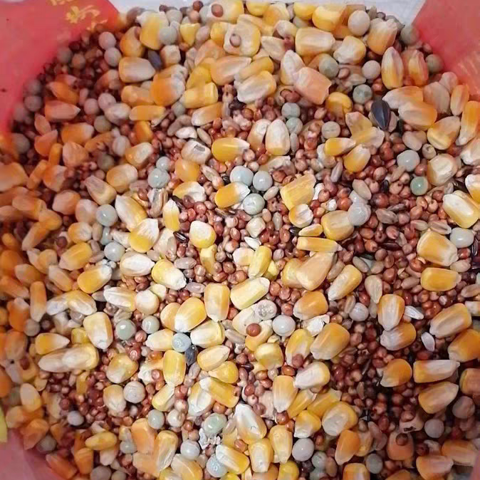 特惠鸽粮鸽子玉米粮食营养饲料鸟食信鸽保健观赏鸽成鸽肉鸽幼鸽