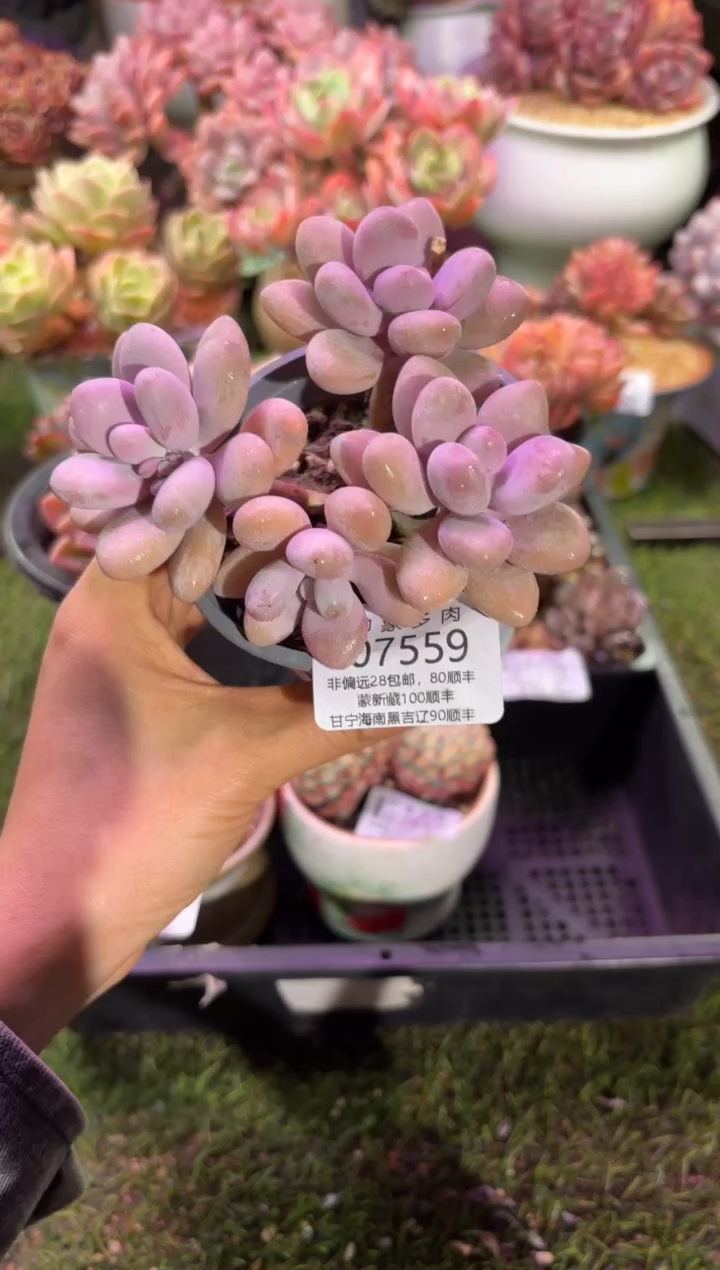 【闪购商品】07559