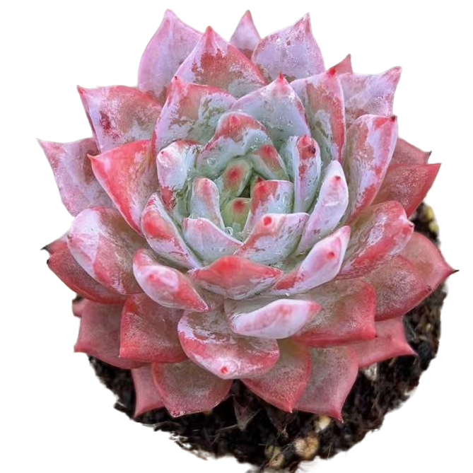 状态粉蓝鸟多肉【满19包邮】