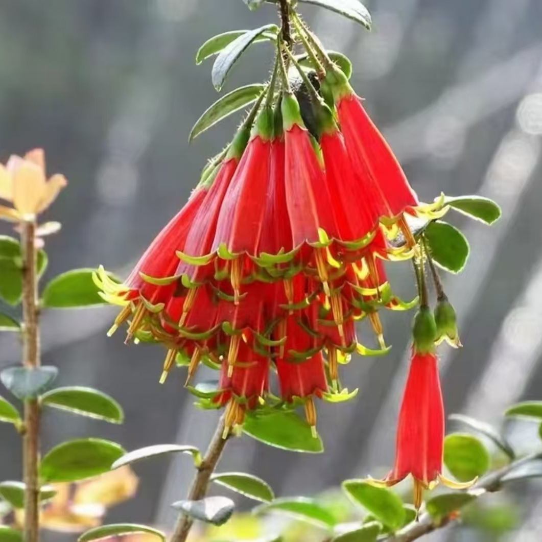 云南网红树萝卜，四季常青红花米叶五翅莓盆景