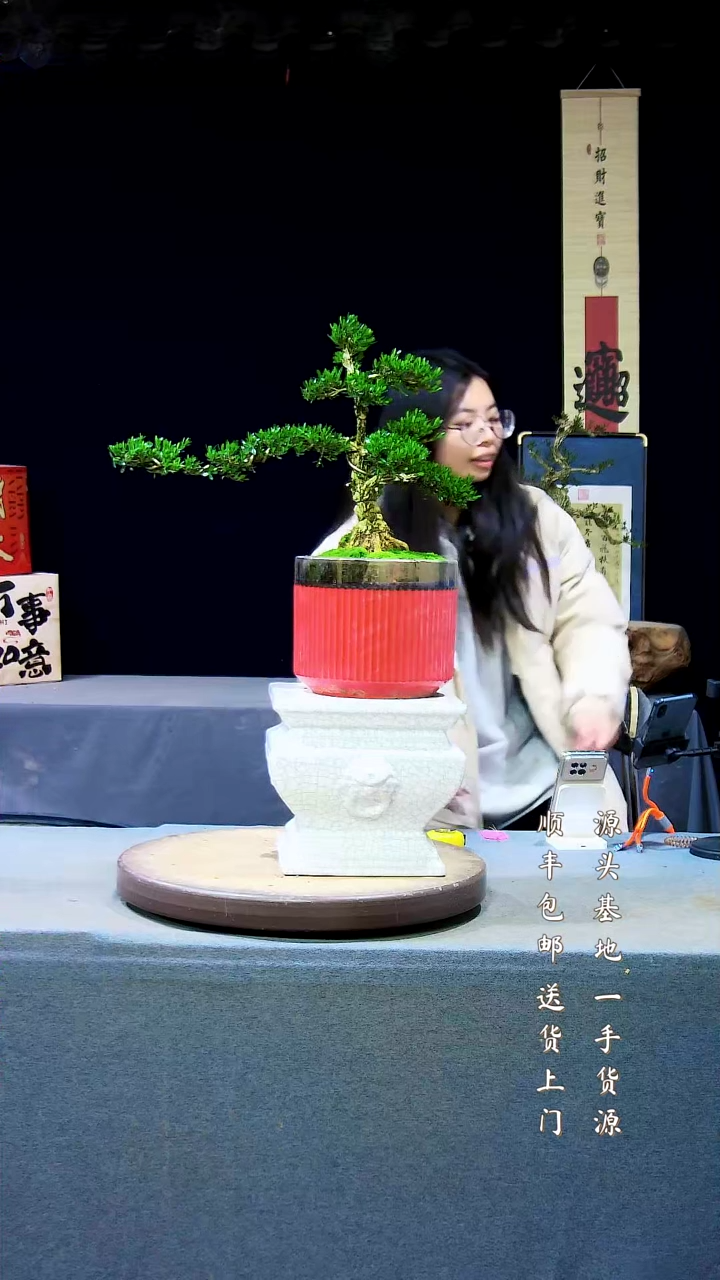 【闪购商品】雀舌黄杨盆景雀舌黄杨盆景